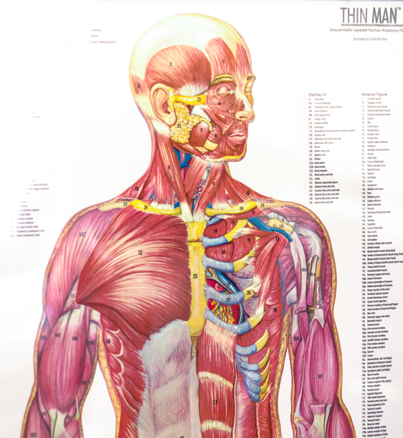 Sports Medicine anatomy illustrated chart. 