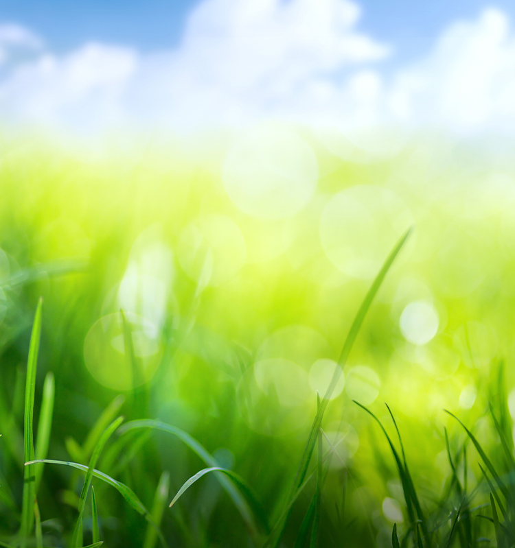 Illustration of springtime greenery below a scenic blue sky.