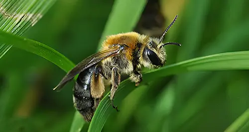 Closeup of wild bee on green vegetation.
