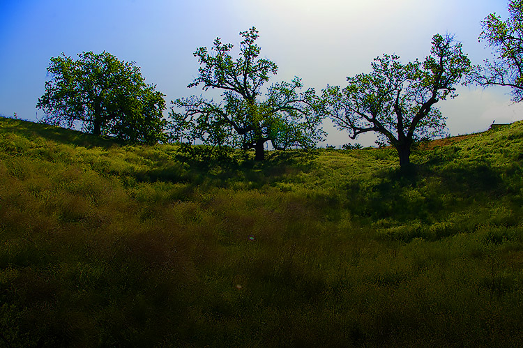 Oak preserve
