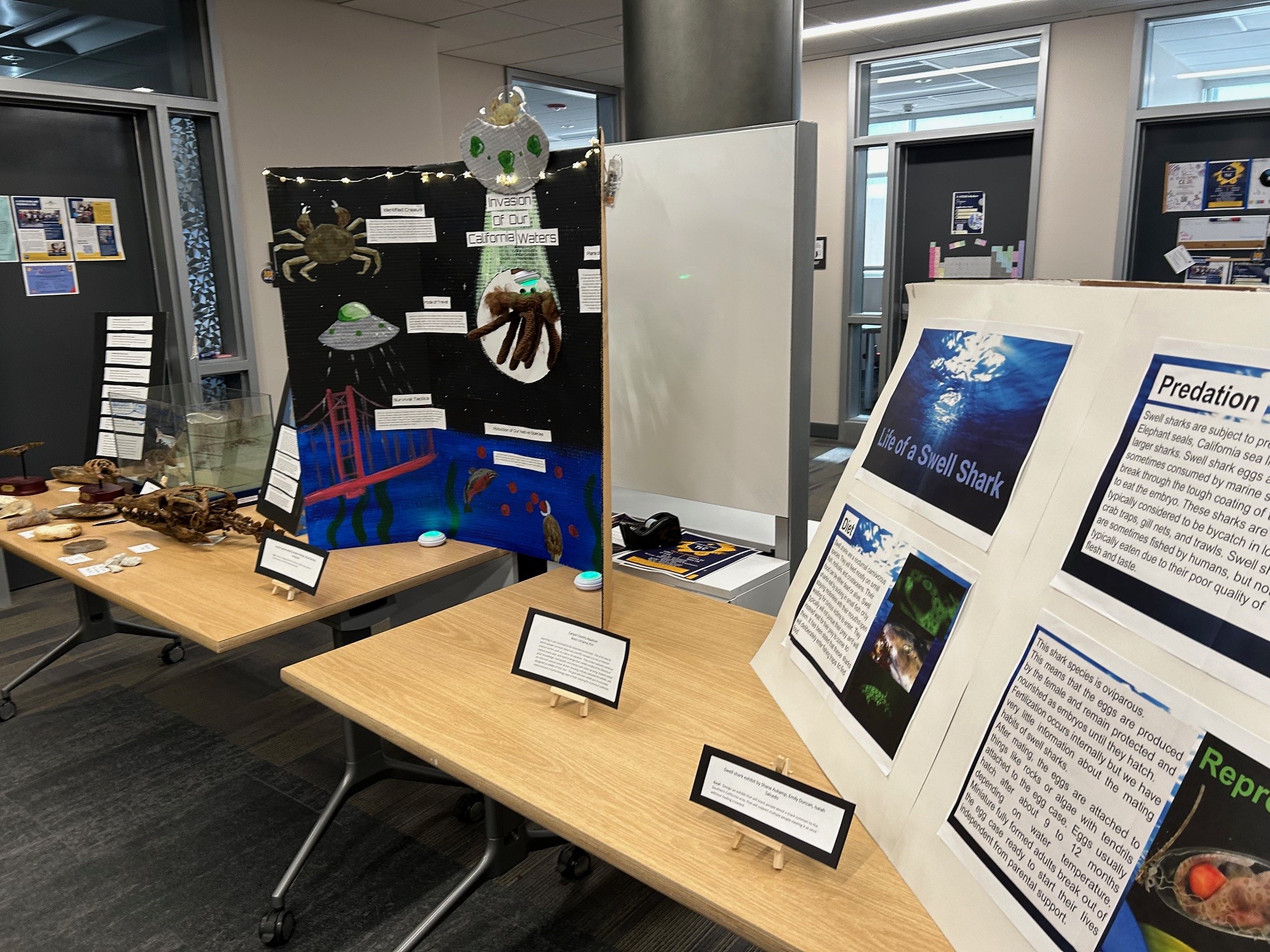 Marine Biology Projects
